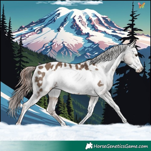 Horse Color:Liver Red Dun Frame Appaloosa Rabicano 