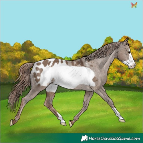 Horse Color:Liver Red Dun Frame Appaloosa Rabicano 