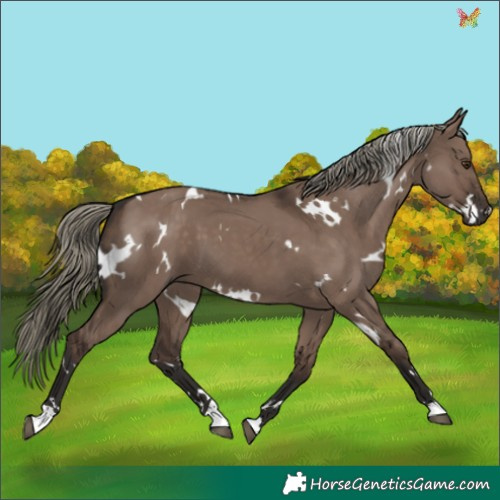 Horse Color:White Spotted Liver Red Dun Mushroom 