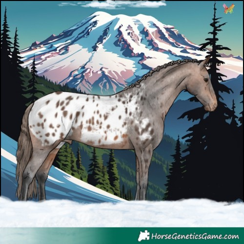 Horse Color:Bay Mushroom Appaloosa 
