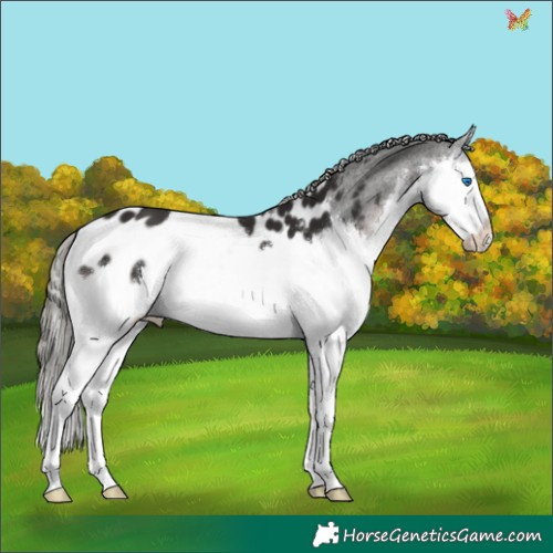 Horse Color:Liver Chestnut Mushroom Sabino Splash Appaloosa 