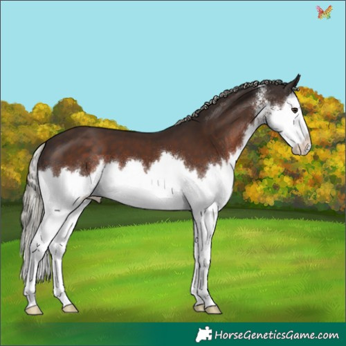 Horse Color:Liver Chestnut Mushroom Sabino Splash 