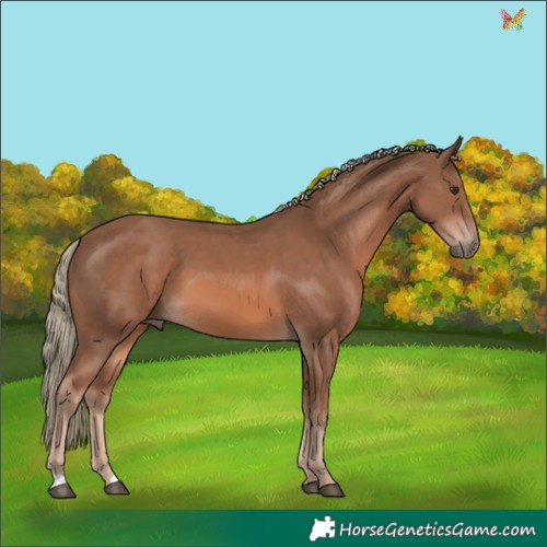 Horse Color:Chestnut Mushroom 