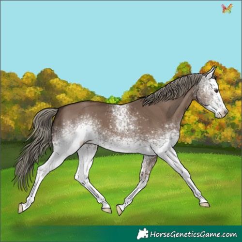 Horse Color:White Spotted Liver Red Dun Mushroom 