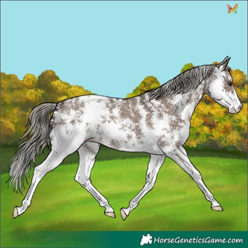 Horse Color:Liver Red Dun Mushroom Sabino 