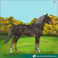 Horse Color:Liver Chestnut Mushroom 