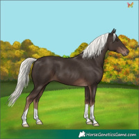 Horse Color:Liver Chestnut Mushroom 