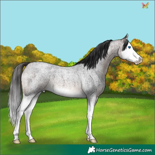 Horse Color:Brown Roan Splash 