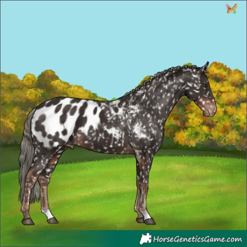 Horse Color:Liver Chestnut Mushroom Appaloosa 