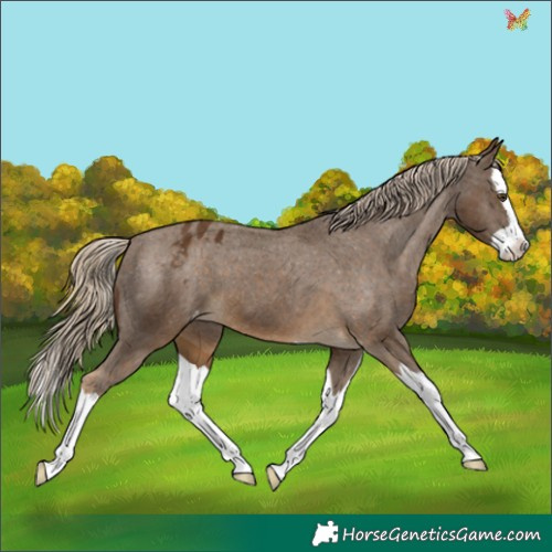 Horse Color:Chocolate Palomino Mushroom Splash Appaloosa 