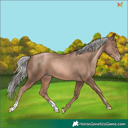 Horse Color:Liver Chestnut Pearl Mushroom 