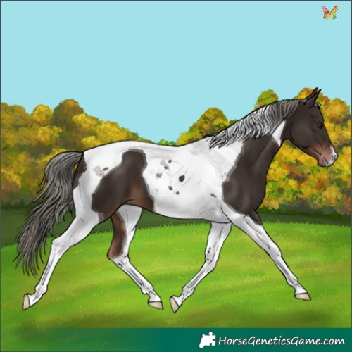 Horse Color:Liver Chestnut Mushroom Tobiano
