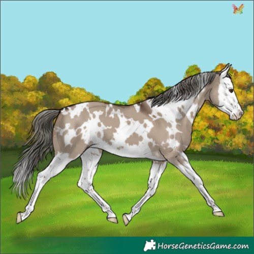 Horse Color:White Spotted Liver Red Dun Mushroom Splash 