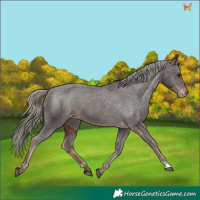 Horse Color:Liver Chestnut Mushroom Appaloosa 