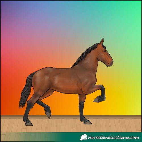 Horse Color:Bay 