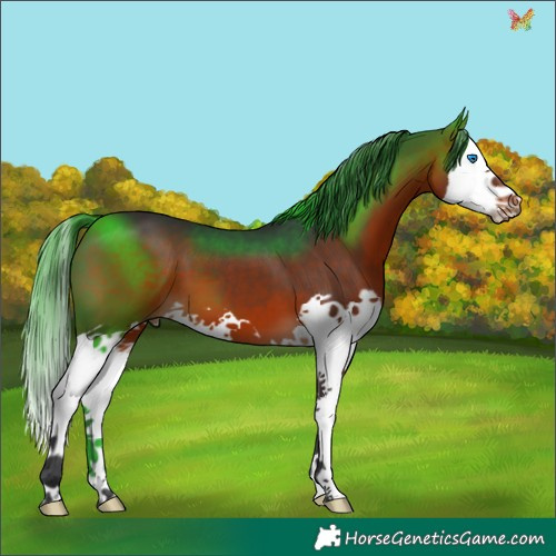 Horse Color:Brown Splash 