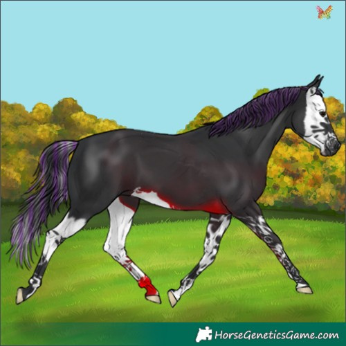 Horse Color:Painted Black Splash 