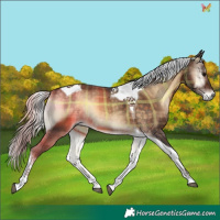 Horse Color:Plaid  Silver Brown Onyx Tobiano 