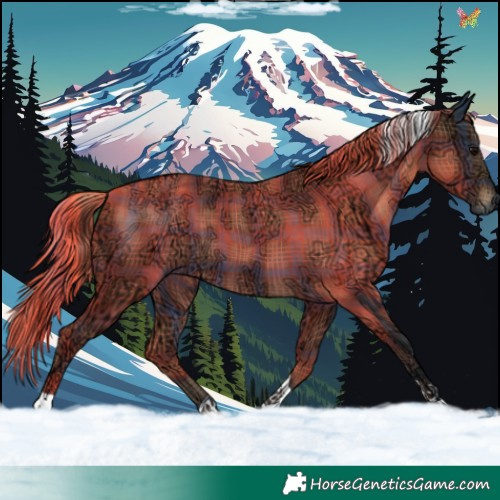 Horse Color:Plaid  Brown Ice Tobiano 
