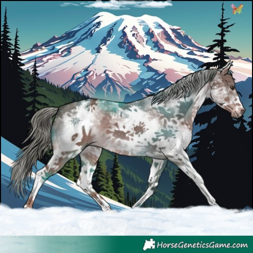 Horse Color:White Spotted Liver Red Dun 