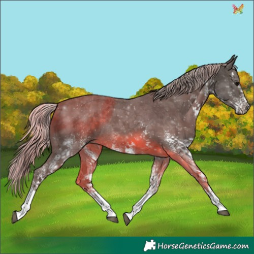 Horse Color:White Spotted Silver Black 