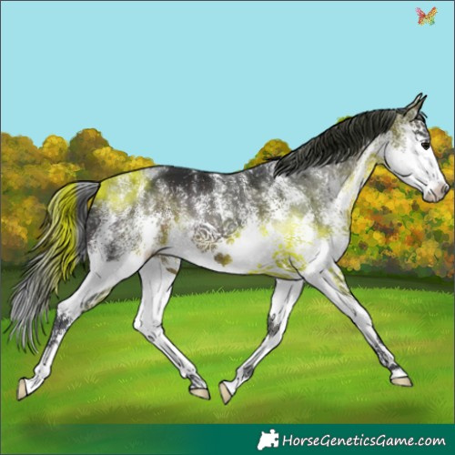 Horse Color:White Spotted Brown Splash 
