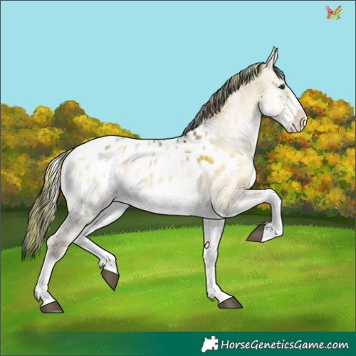 Horse Color:Plaid White Spotted Liver Red Dun Onyx Tobiano Appaloosa