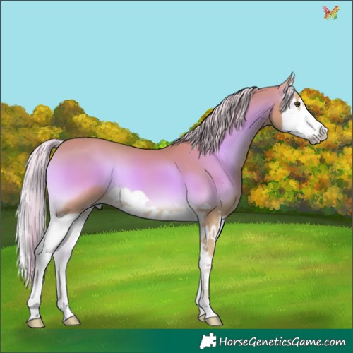 Horse Color:Watercolor Palomino Onyx Splash 