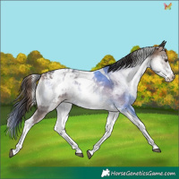 Horse Color:White Spotted Liver Red Onyx Ice Tobiano Appaloosa 