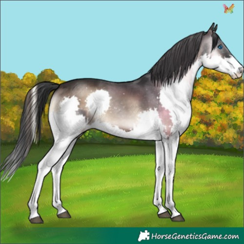 Horse Color:Brown Onyx Splash 