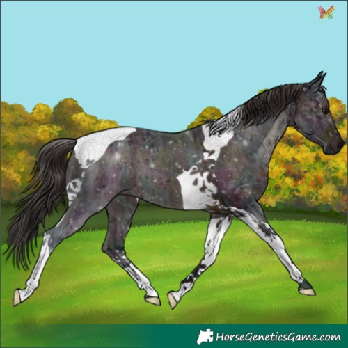 Horse Color:Midnight Brown Ice Tobiano 