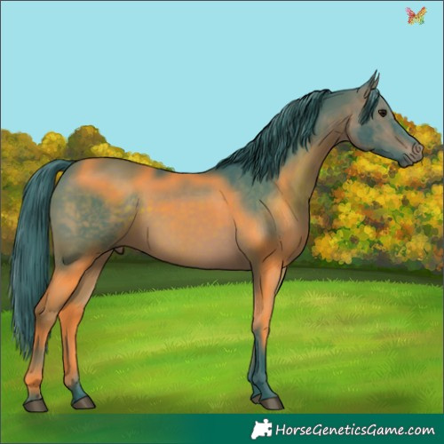 Horse Color:Watercolor Bay 