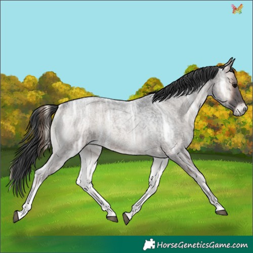 Horse Color:Blue Onyx Ice Roan 