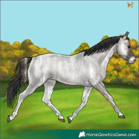 Horse Color:Blue Onyx Ice Roan