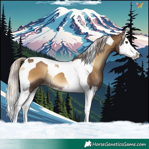 Horse Color:Chocolate Palomino Onyx Splash Tobiano 