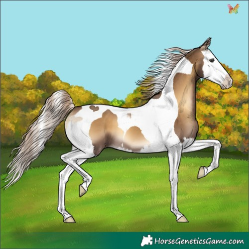 Horse Color:Chocolate Palomino Onyx Splash Tobiano 