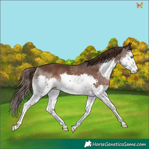 Horse Color:Liver Chestnut Splash