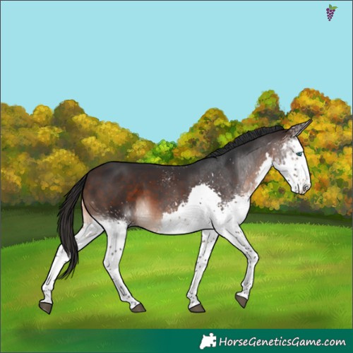Horse Color:White Spotted Brown Splash 