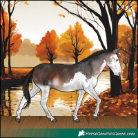Horse Color:White Spotted Brown Splash 