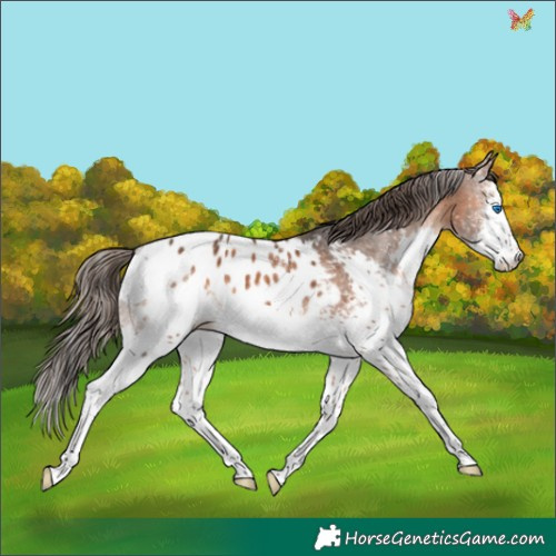 Horse Color:White Spotted Bay Splash Appaloosa