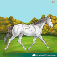 Horse Color:White Spotted Bay Splash Appaloosa 