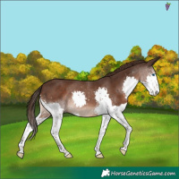 Horse Color:Liver Chestnut Splash 