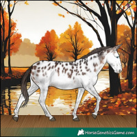 Horse Color:White Spotted Brown Splash Appaloosa 