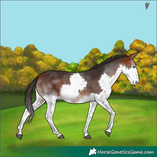 Horse Color:Bay Splash 