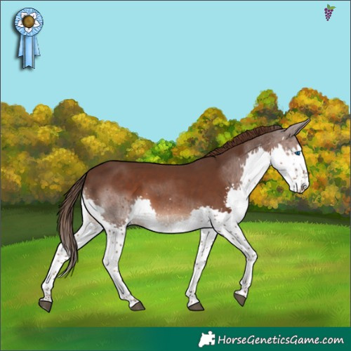 Horse Color:Liver Chestnut Splash 