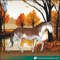 Horse Color:Liver Chestnut Splash 