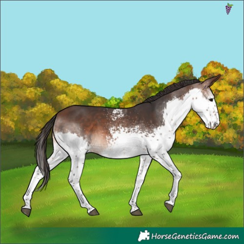 Horse Color:White Spotted Brown Splash 