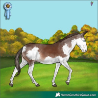 Horse Color:Liver Chestnut Splash 