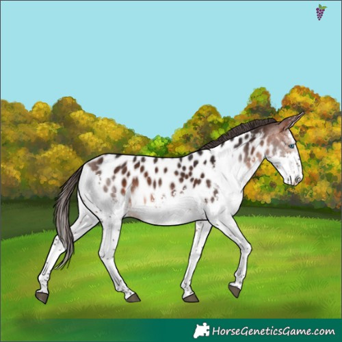 Horse Color:White Spotted Brown Splash Appaloosa 