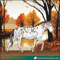 Horse Color:White Spotted Brown Splash Appaloosa